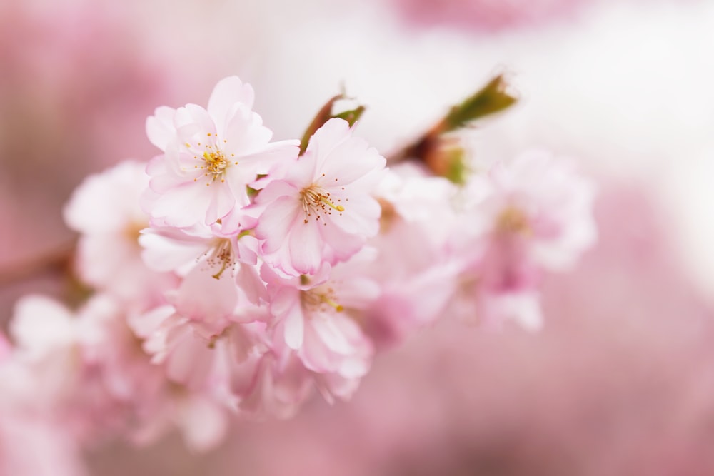 a close up of pink flowers on a tree