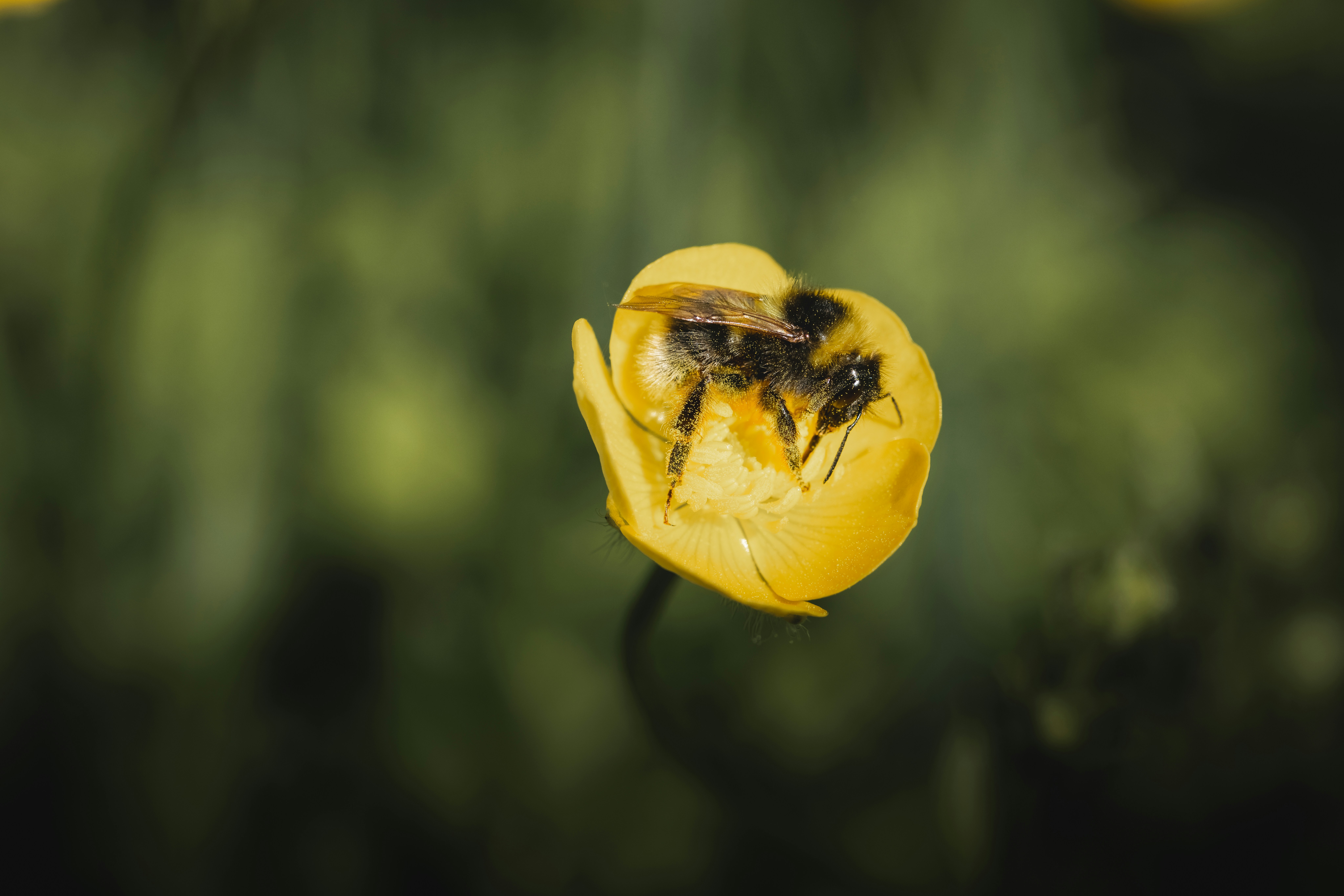 a bee sitting on top of a yellow flower