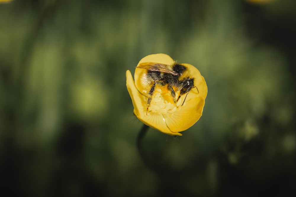 une abeille assise au sommet d’une fleur jaune