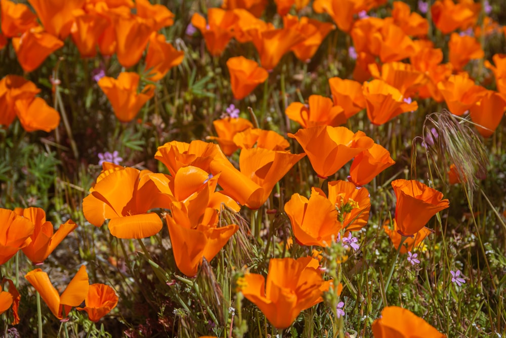 a field of orange flowers with purple flowers in the background