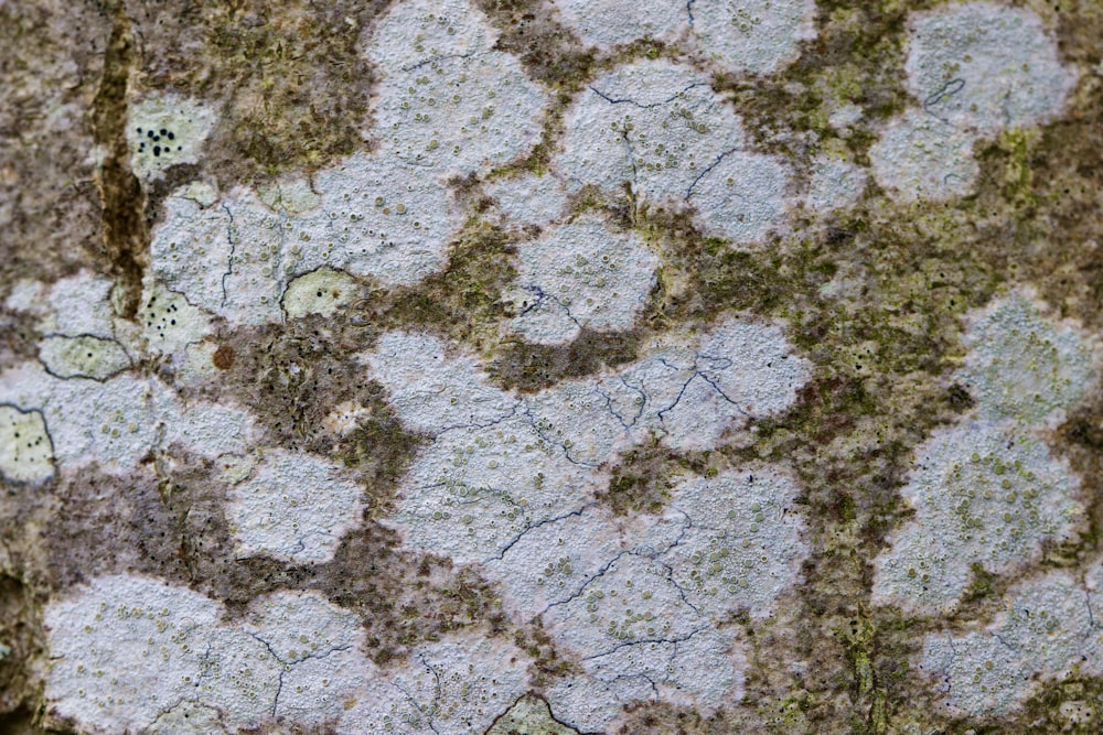 a close up of a tree trunk with moss growing on it