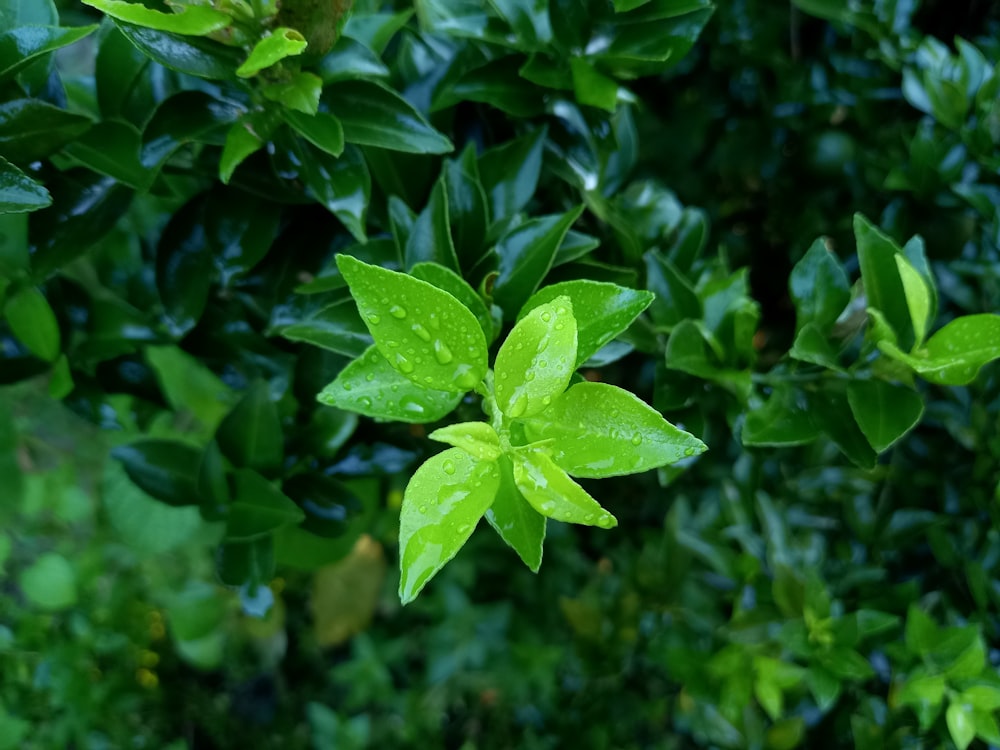 a close up of a green leafy plant