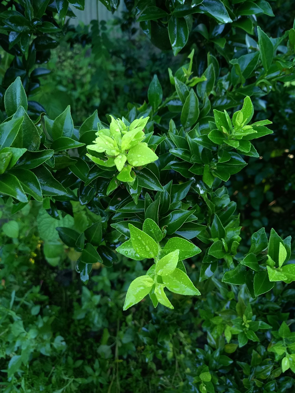 a close up of a bush with green leaves