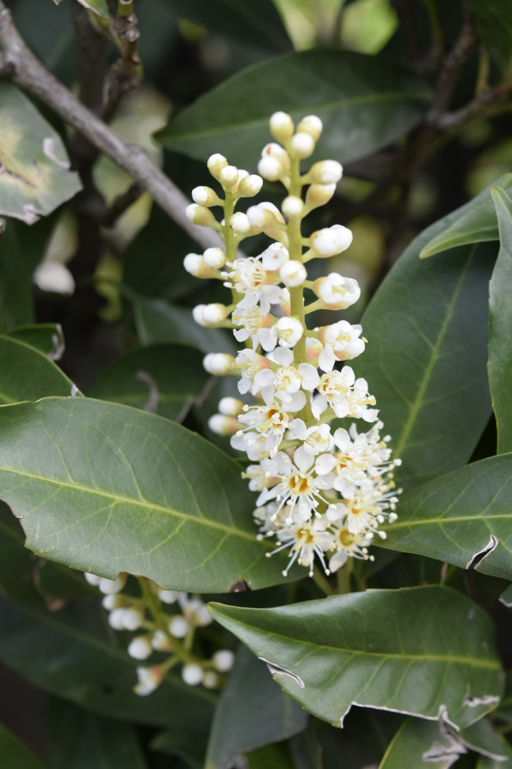 a bunch of white flowers growing on a tree