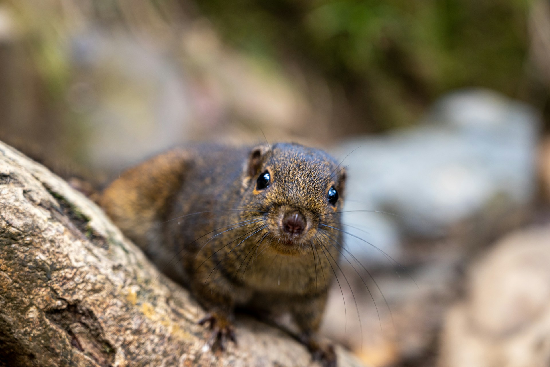 A close-up of a curious squirrel perched on a tree branch, highlighting the charm of local wildlife.