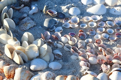 Seashells of various shapes and sizes are scattered across a sandy beach. The shells are arranged in a way that highlights their textures and colors, ranging from white and cream to soft pinks and light browns. The sunlight casts gentle shadows, enhancing the natural patterns on the shells.