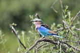 Close-up of a colorful bird perched on a branch in the wild.