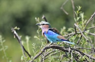 Close-up of a colorful bird perched on a branch during a birdwatching tour.