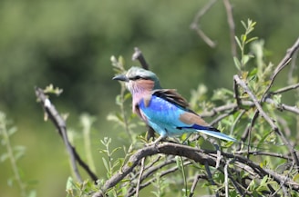 A close-up of a colorful bird in recovery perched gently on a branch.