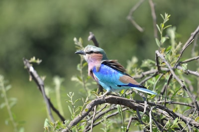 Close-up of a colorful bird perched on a branch in the wild.
