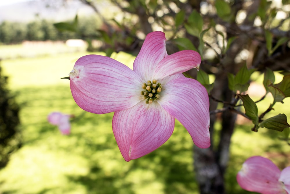 a close up of a pink flower on a tree