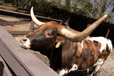 A large longhorn bull with prominent, curved horns stands behind a wooden fence in an outdoor enclosure. The bull has a distinctive brown and white speckled coat and a tag on its ear. The background features trees and shaded structures, suggesting a farm or zoo setting.
