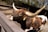 A large longhorn bull with prominent, curved horns stands behind a wooden fence in an outdoor enclosure. The bull has a distinctive brown and white speckled coat and a tag on its ear. The background features trees and shaded structures, suggesting a farm or zoo setting.