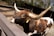 A large longhorn bull with prominent, curved horns stands behind a wooden fence in an outdoor enclosure. The bull has a distinctive brown and white speckled coat and a tag on its ear. The background features trees and shaded structures, suggesting a farm or zoo setting.
