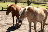 Two horses standing side by side in a sunlit pasture surrounded by trees.