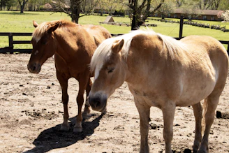 Volunteers caring for horses in a sunlit paddock surrounded by lush greenery.
