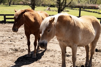 Two horses standing in a sunlit paddock, surrounded by a wooden fence and grassy fields. Trees and a building are visible in the background.