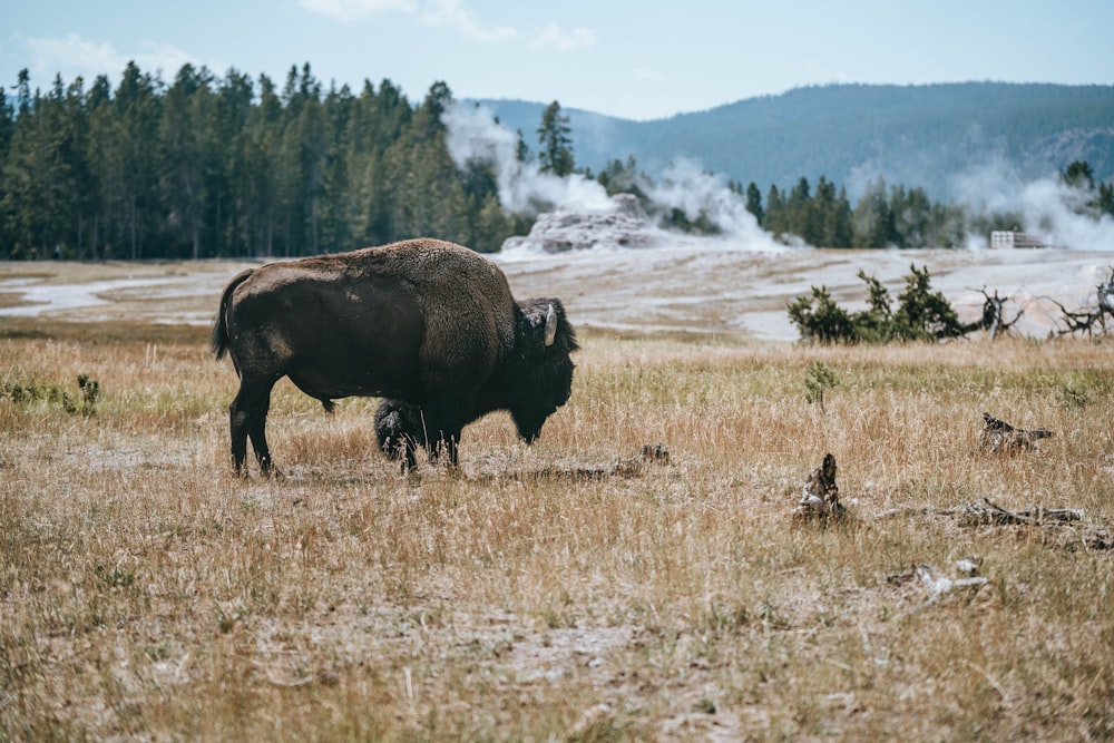 a bison grazes in a field with steam rising in the background