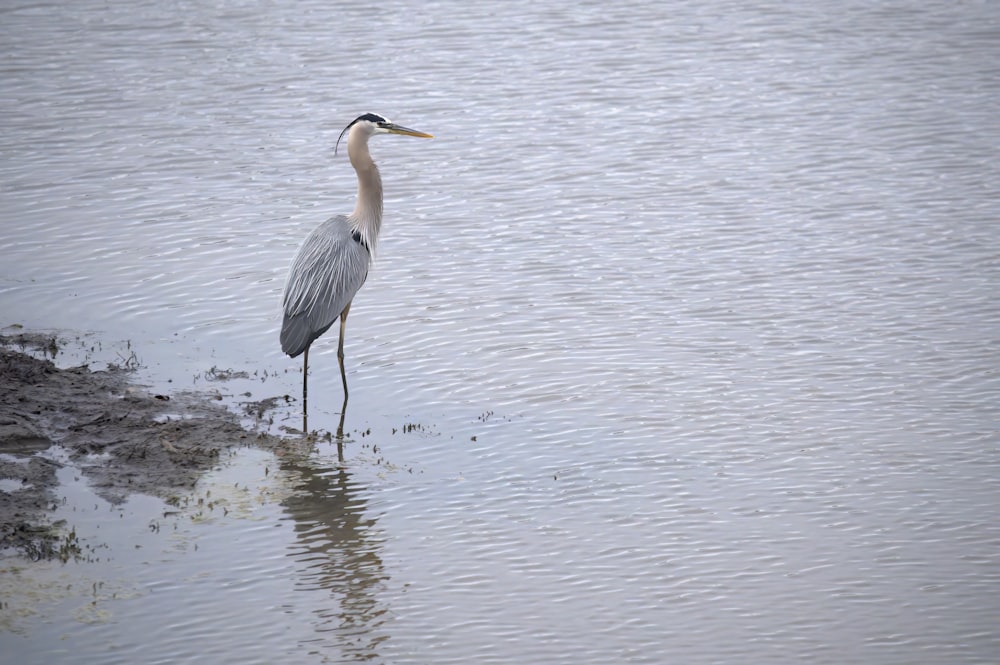 un oiseau se tient dans l’eau peu profonde