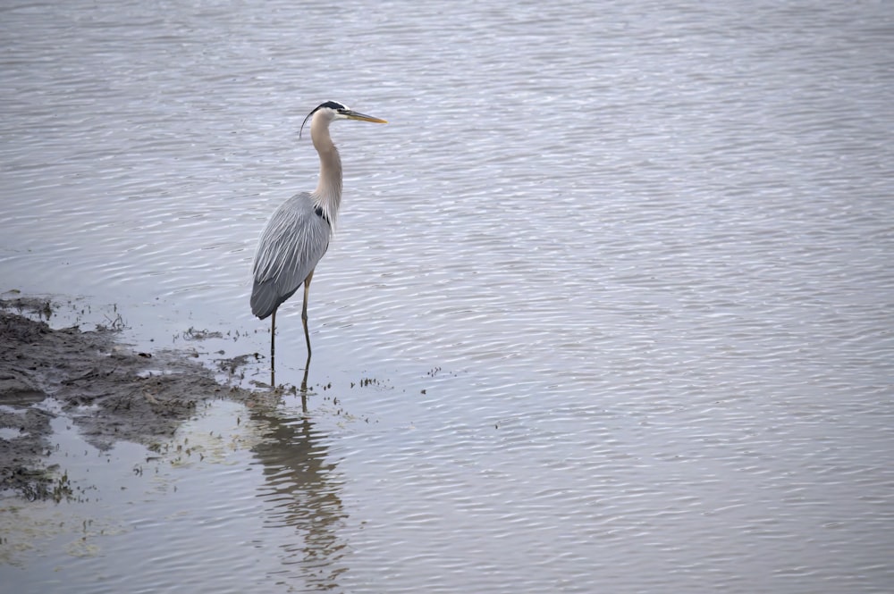 Un uccello è in piedi nell'acqua bassa