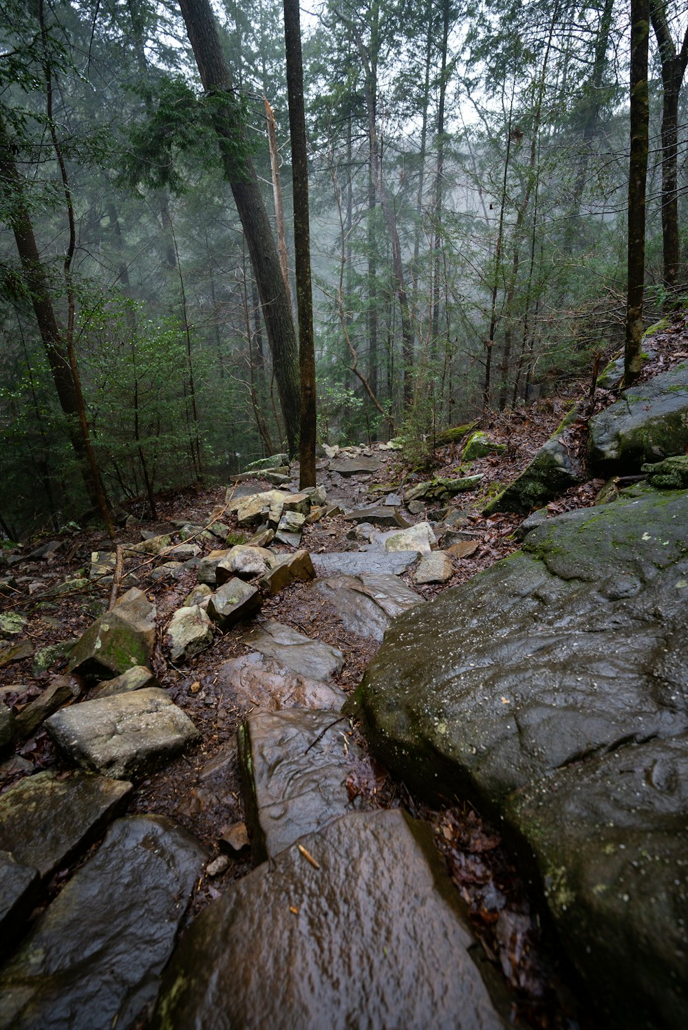 a rocky path in the middle of a forest