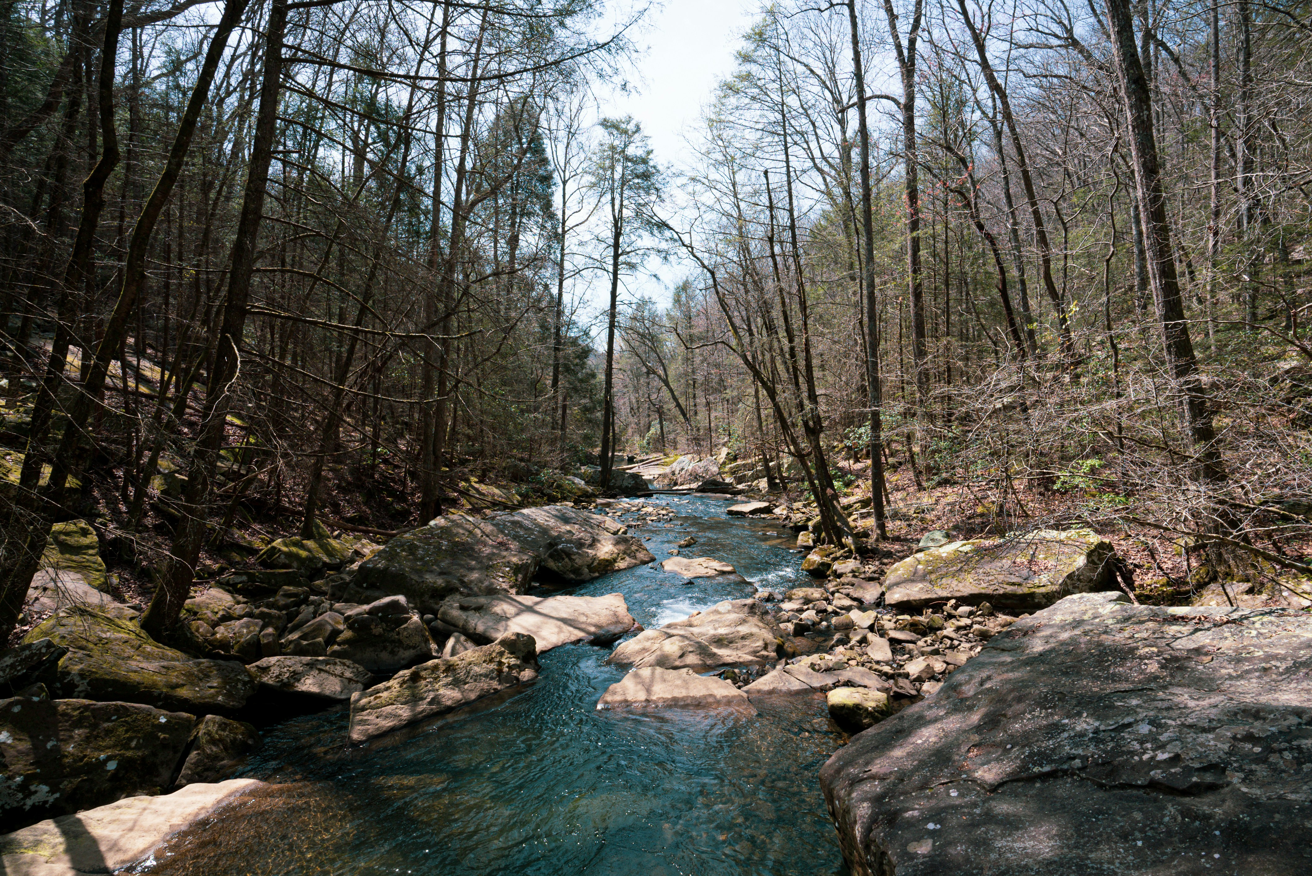 a river running through a forest filled with rocks