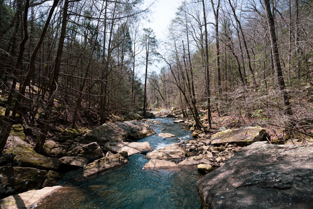 a river running through a forest filled with rocks