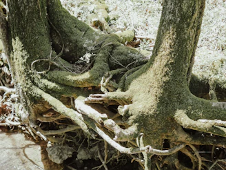 A serene close-up of intertwined tree roots softly illuminated by gentle morning light.