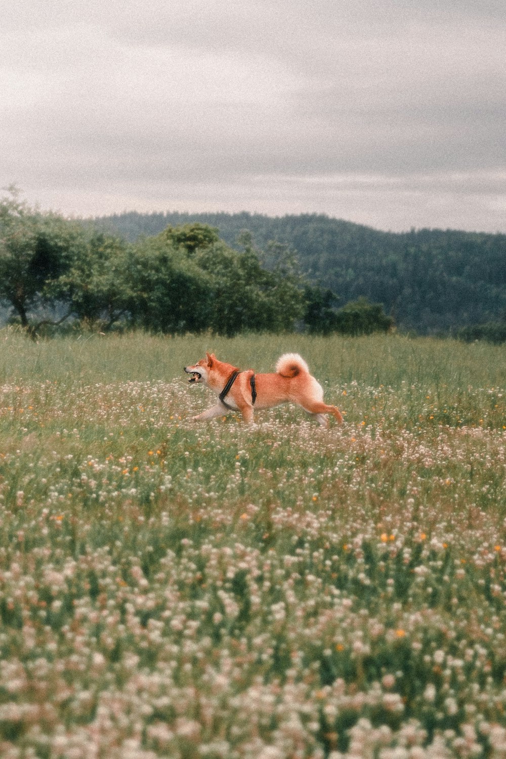 um cão correndo através de um campo de flores