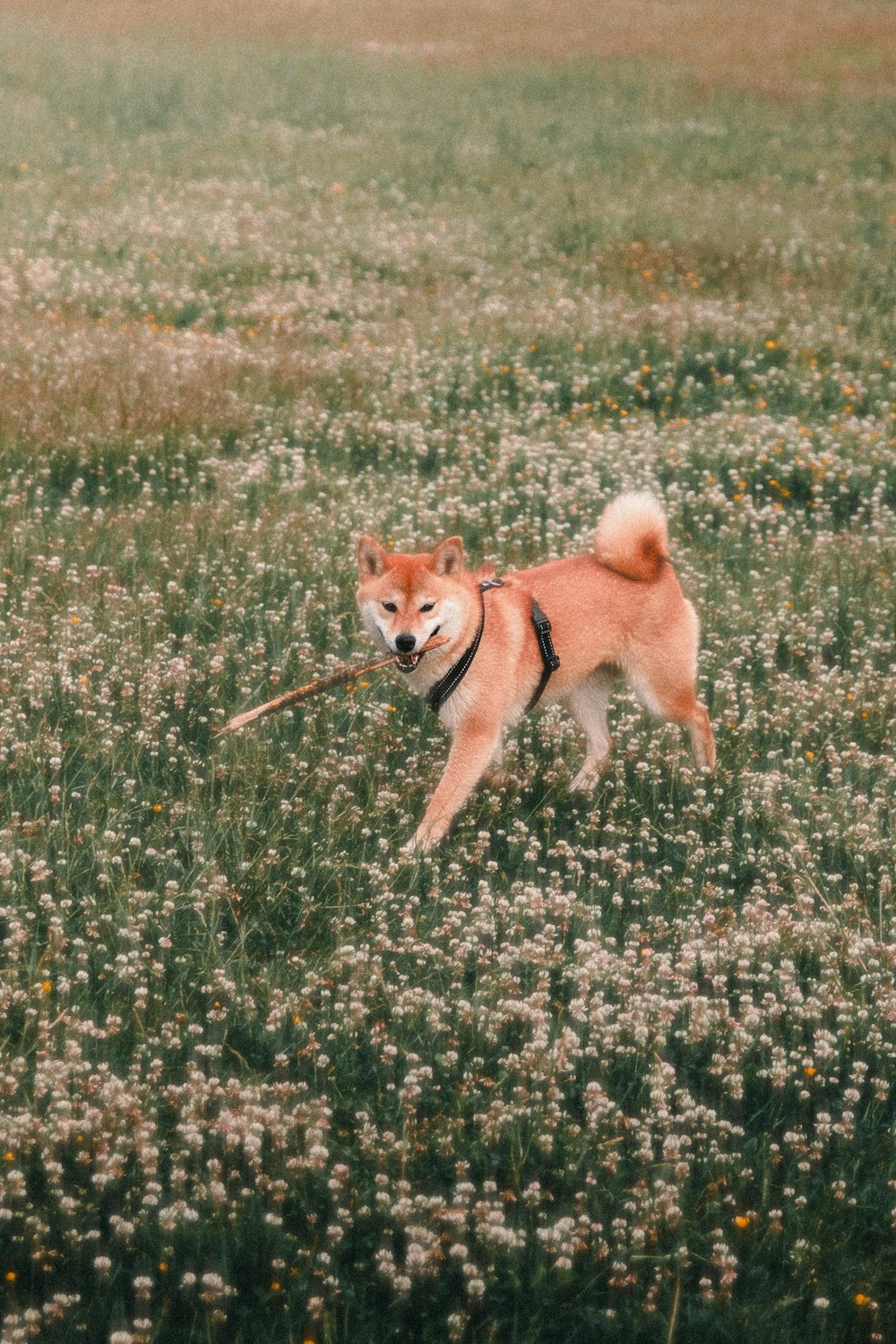 a dog that is standing in the grass