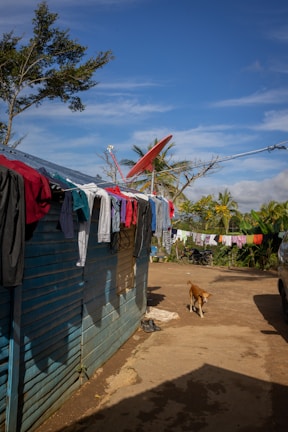 A rural setting with a blue wooden house on the left side, featuring various clothes hanging on lines attached to the structure and extending across the yard. A red satellite dish is mounted on the roof. A brown dog walks along a dirt path in the foreground. In the background, there are lush green trees and plants, and a clear blue sky overhead.