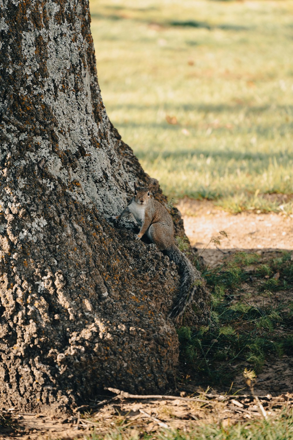 a squirrel is sleeping on the bark of a tree