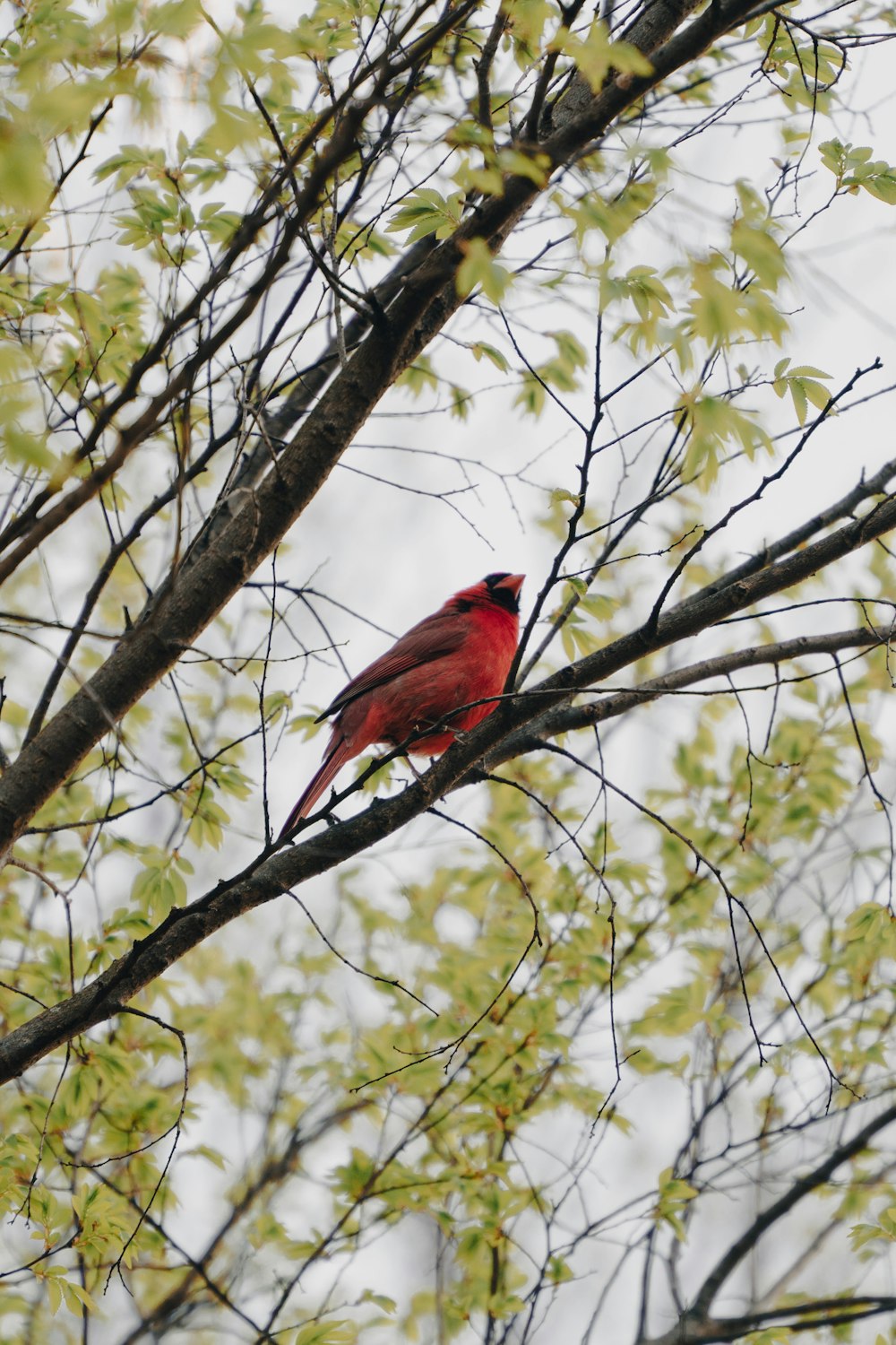 a red bird perched on top of a tree branch