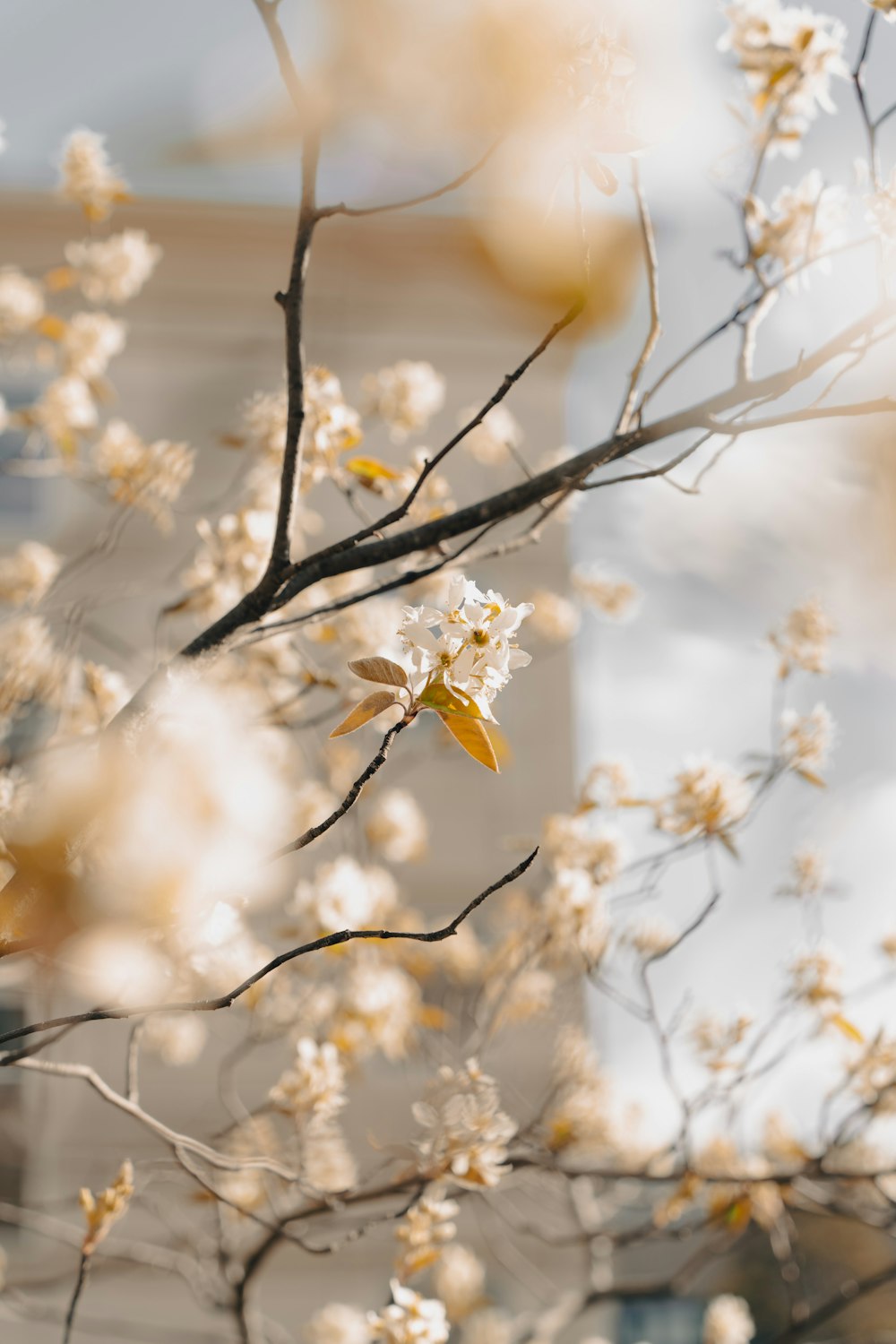 a tree with white flowers in front of a building