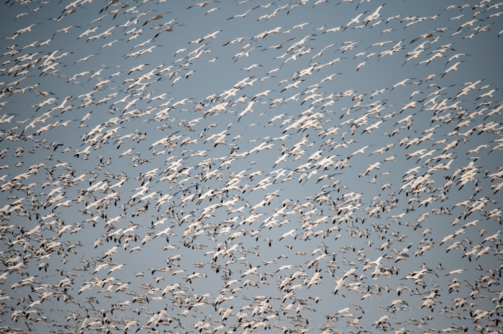 a flock of birds flying through a blue sky