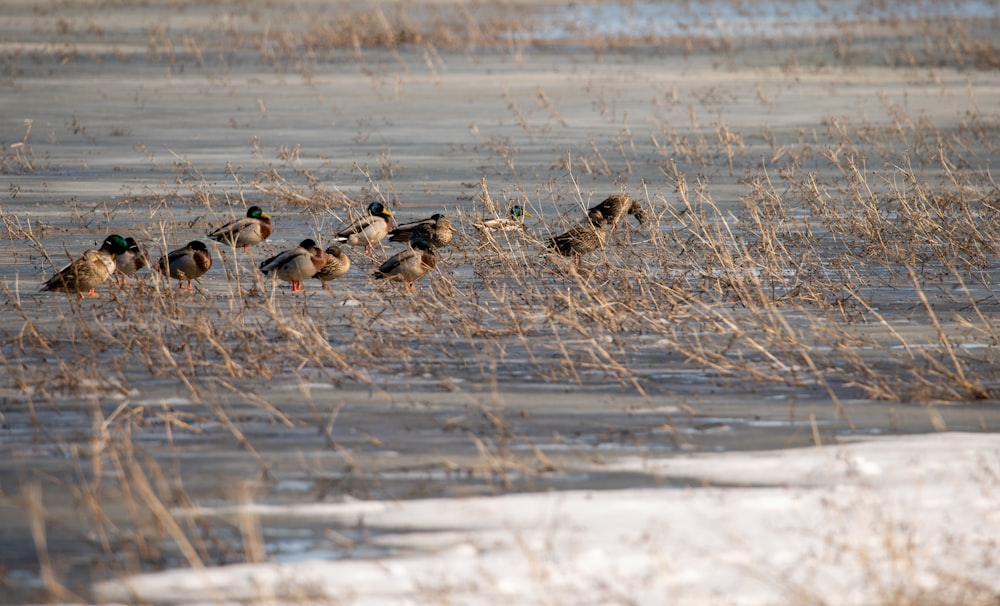 a flock of ducks standing on top of a frozen lake