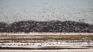 A vast flock of birds fills the sky above a flat landscape, likely a wetland or field, with layers of birds also resting on the ground. The scene is set against a backdrop of trees lining the horizon under a clear sky.