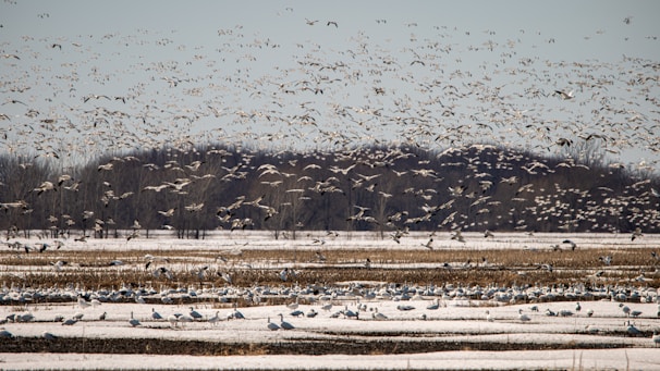 A vast flock of birds fills the sky above a flat landscape, likely a wetland or field, with layers of birds also resting on the ground. The scene is set against a backdrop of trees lining the horizon under a clear sky.