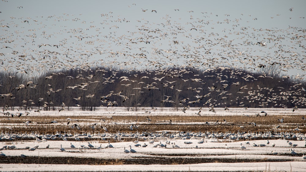 a flock of birds flying over a snow covered field