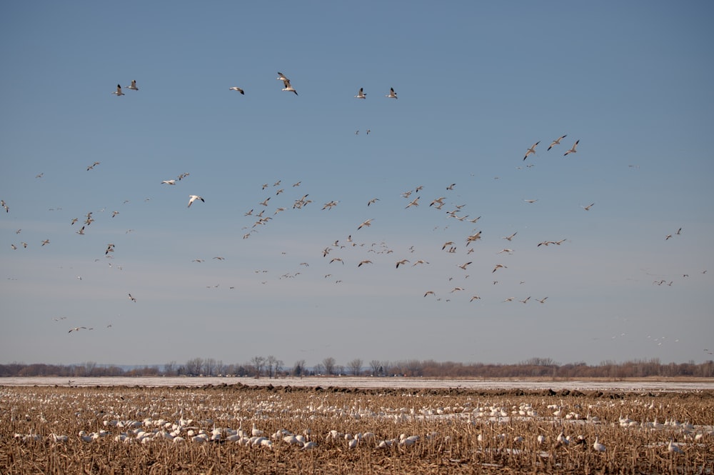 a flock of birds flying over a dry grass field