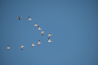 a flock of birds flying through a blue sky