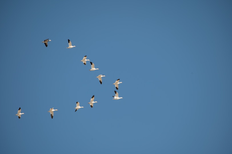 a flock of birds flying through a blue sky