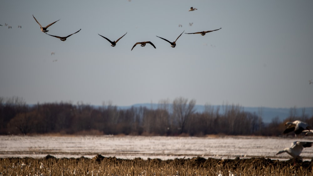 a flock of birds flying over a frozen lake