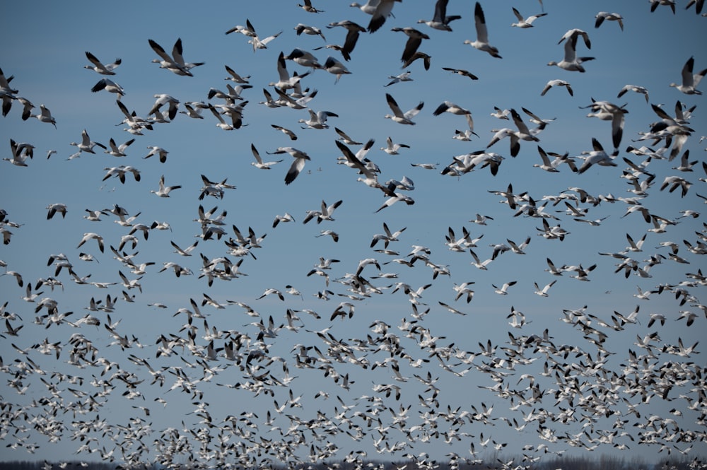 a large flock of birds flying through a blue sky