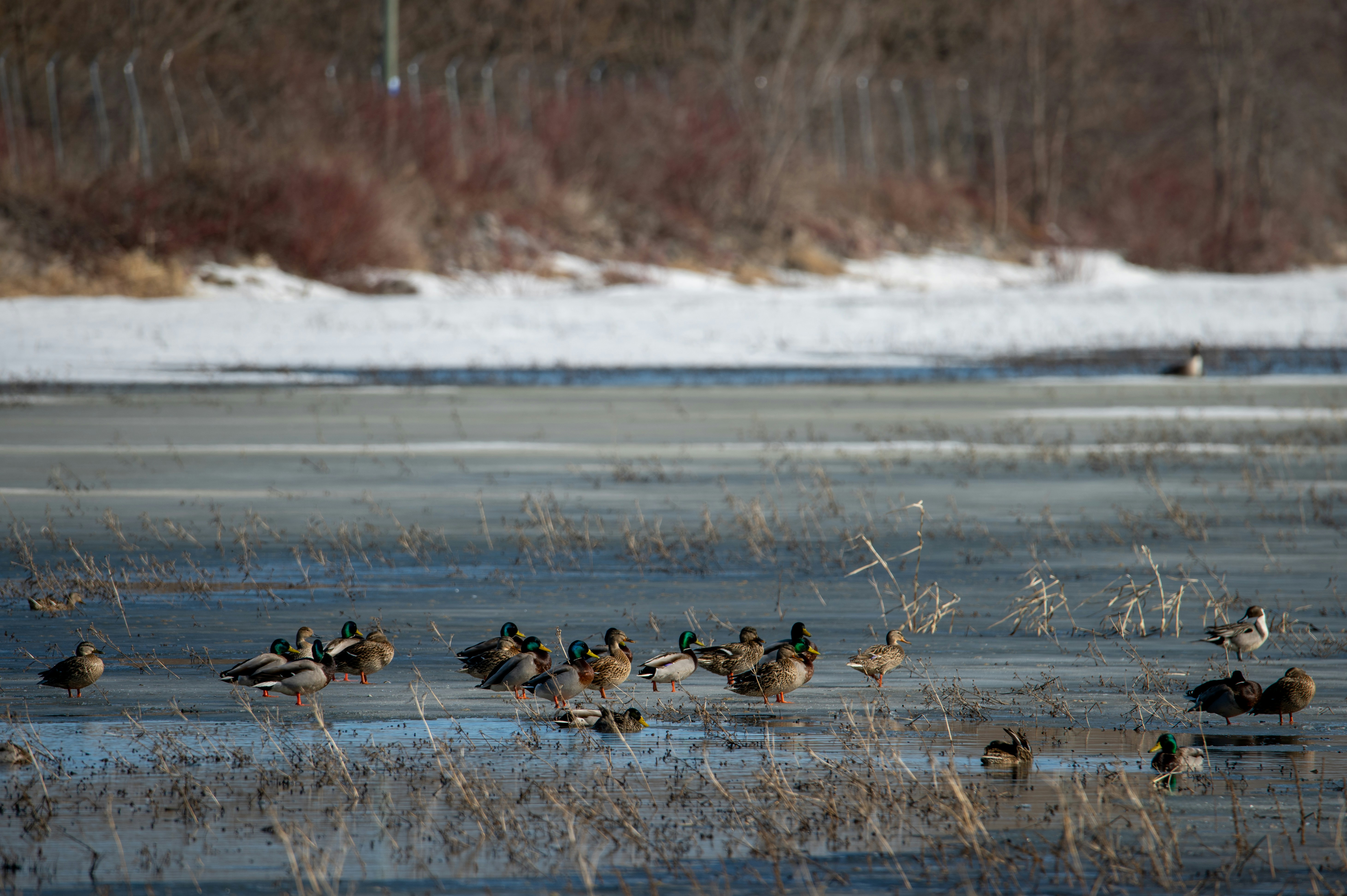 a flock of ducks standing on top of a frozen lake, 