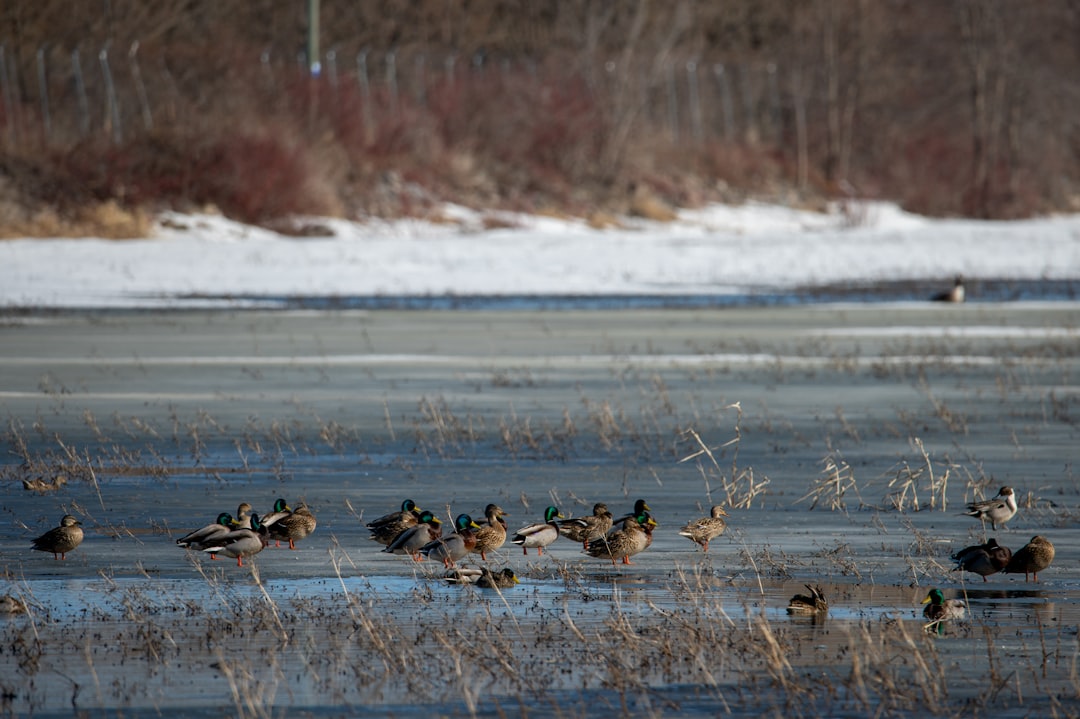 a flock of ducks standing on top of a frozen lake,