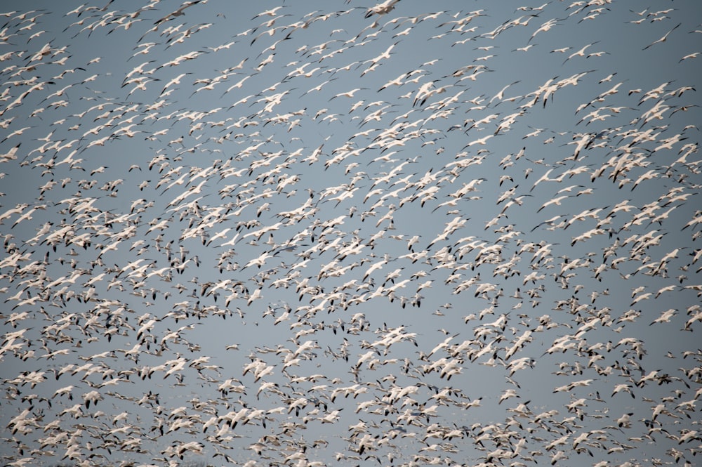 a large flock of birds flying in the sky