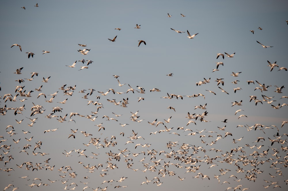 a flock of birds flying through a blue sky