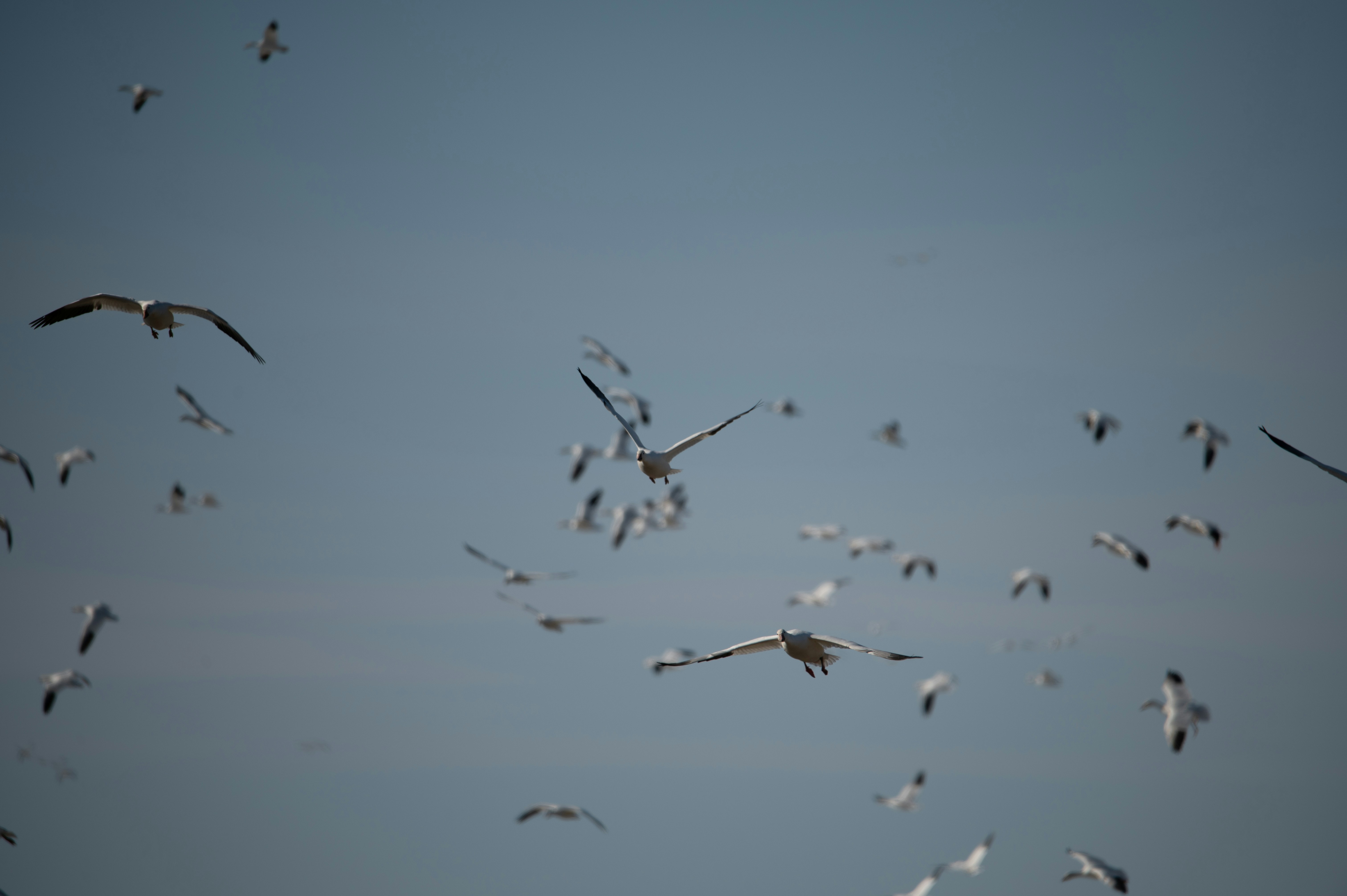 a flock of birds flying through a blue sky