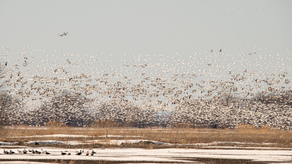 a large flock of birds flying over a snow covered field